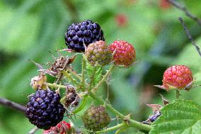 Wild Blackberries