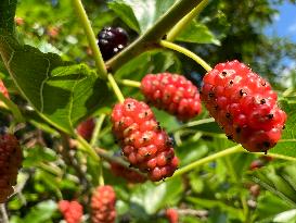 Mulberry Fruit In Canada