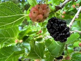 Mulberry Fruit In Canada