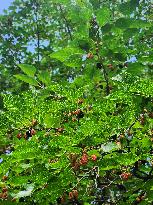 Mulberry Fruit In Canada