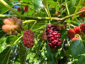 Mulberry Fruit In Canada