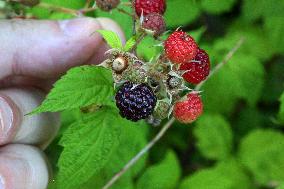 Wild Blackberries