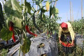 INDONESIA-KARANGANYAR-RED CHILI-HARVEST