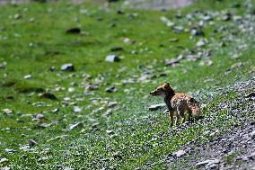 CHINA-QINGHAI-HAIXI-GRASSLAND (CN)