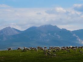 CHINA-QINGHAI-HAIXI-GRASSLAND (CN)