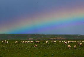 CHINA-QINGHAI-HAIXI-GRASSLAND (CN)