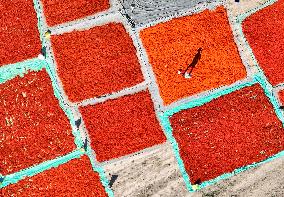 CHINA-XINJIANG-YUMIN-SAFFLOWER-HARVEST (CN)