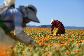 CHINA-XINJIANG-YUMIN-SAFFLOWER-HARVEST (CN)