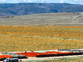 CHINA-XINJIANG-YUMIN-SAFFLOWER-HARVEST (CN)