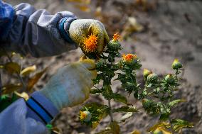 CHINA-XINJIANG-YUMIN-SAFFLOWER-HARVEST (CN)