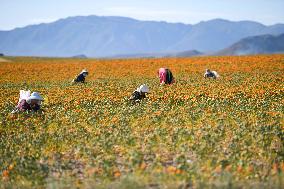 CHINA-XINJIANG-YUMIN-SAFFLOWER-HARVEST (CN)