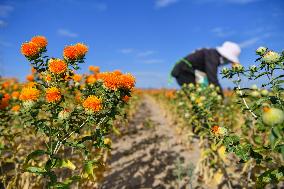 CHINA-XINJIANG-YUMIN-SAFFLOWER-HARVEST (CN)