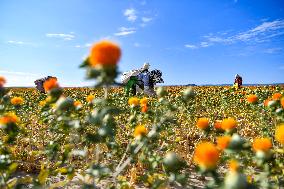 CHINA-XINJIANG-YUMIN-SAFFLOWER-HARVEST (CN)