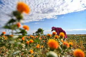 CHINA-XINJIANG-YUMIN-SAFFLOWER-HARVEST (CN)