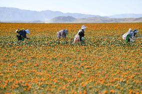 CHINA-XINJIANG-YUMIN-SAFFLOWER-HARVEST (CN)