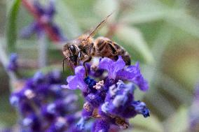 Bees May Help AI Development