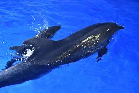 The First Artificially Bred Baby Dolphin in Guizhou