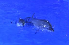 The First Artificially Bred Baby Dolphin in Guizhou