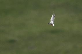 CHINA-GANSU-WETLAND-BIRDS (CN)