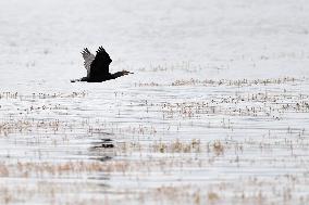 CHINA-GANSU-WETLAND-BIRDS (CN)