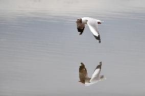 CHINA-GANSU-WETLAND-BIRDS (CN)