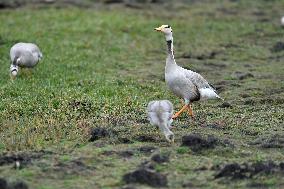 CHINA-GANSU-WETLAND-BIRDS (CN)