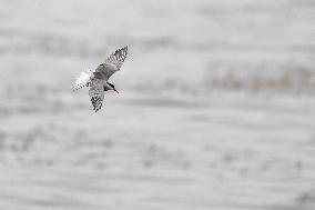 CHINA-GANSU-WETLAND-BIRDS (CN)