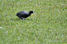 CHINA-GANSU-WETLAND-BIRDS (CN)