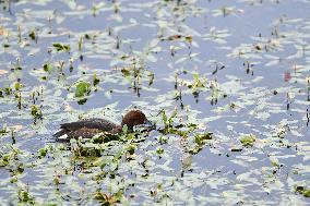 CHINA-GANSU-WETLAND-BIRDS (CN)