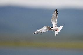 CHINA-GANSU-WETLAND-BIRDS (CN)