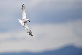 CHINA-GANSU-WETLAND-BIRDS (CN)