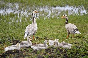 CHINA-GANSU-WETLAND-BIRDS (CN)