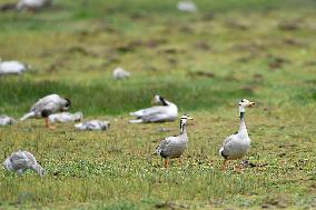 CHINA-GANSU-WETLAND-BIRDS (CN)