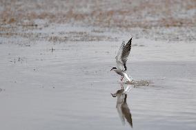 CHINA-GANSU-WETLAND-BIRDS (CN)