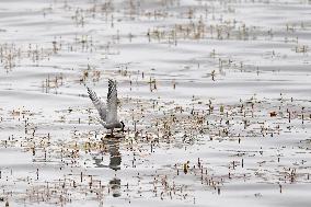 CHINA-GANSU-WETLAND-BIRDS (CN)