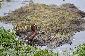 CHINA-GANSU-WETLAND-BIRDS (CN)