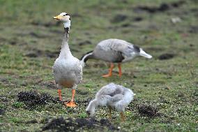 CHINA-GANSU-WETLAND-BIRDS (CN)