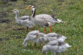 CHINA-GANSU-WETLAND-BIRDS (CN)