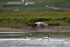 CHINA-GANSU-WETLAND-BIRDS (CN)