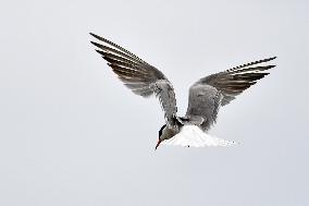 CHINA-GANSU-WETLAND-BIRDS (CN)