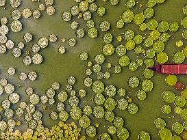 Giant Waterlily Leaves Float On The Water In Nanning