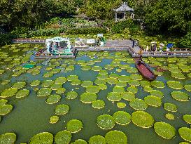Giant Waterlily Leaves Float On The Water In Nanning