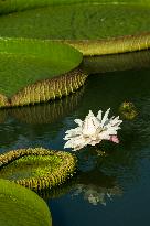 Giant Waterlily Bloom in Nanning