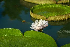 Giant Waterlily Bloom in Nanning