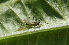 Aphids On A Leaf