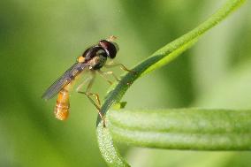 Long Hoverfly