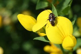 Tarnished Plant Bug