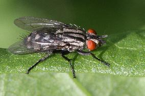 Housefly