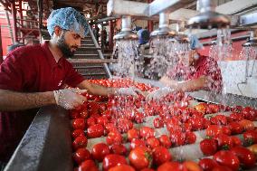 Palestinians Works At A Tomato Paste