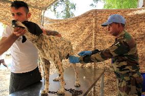 LEBANON-HASBAYA-UNIFIL-PETS VACCINATION